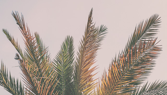 What Does Hosanna Mean? – Olive Tree Blog
