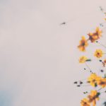 Jesus the Peace Bringer