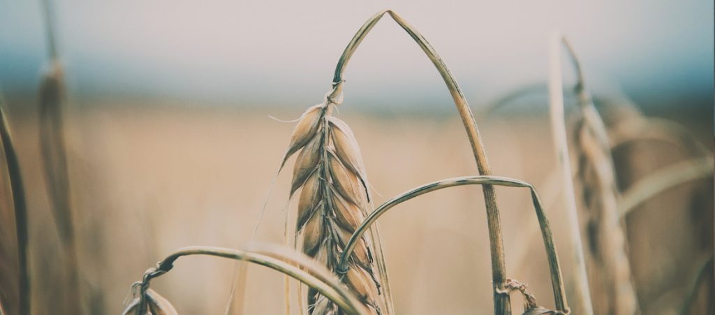 SOAP study Matthew 12