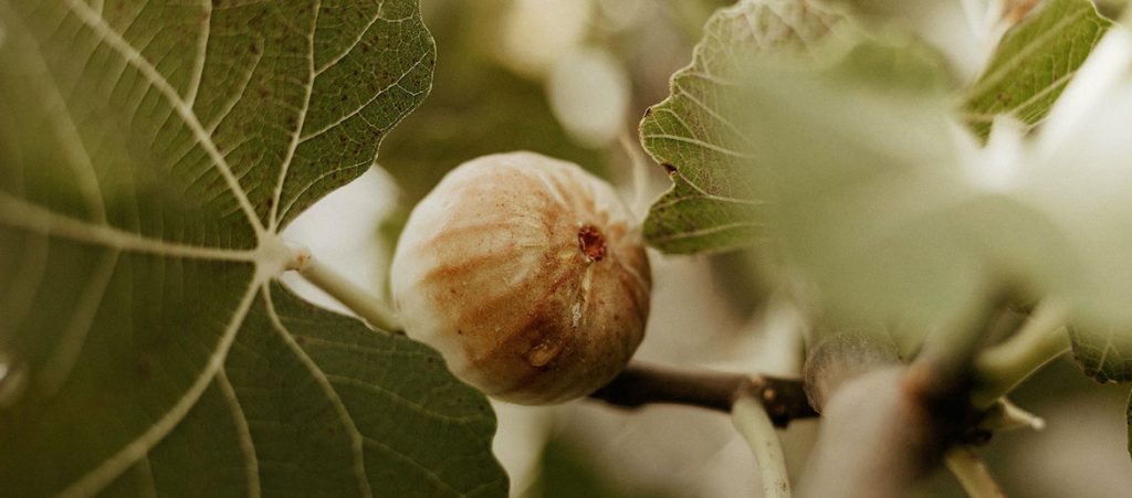 fig tree Jesus curse