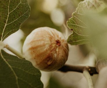 fig tree Jesus curse