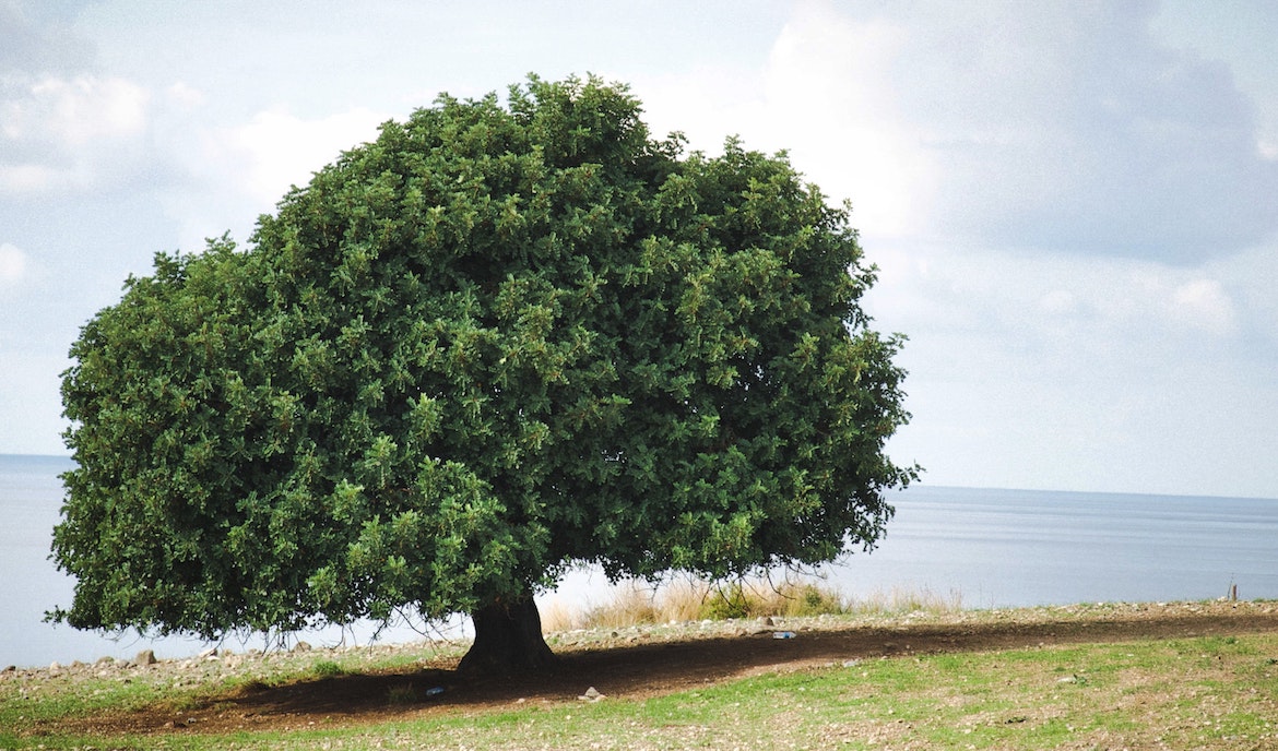 Trees in the Bible Olive Tree Blog