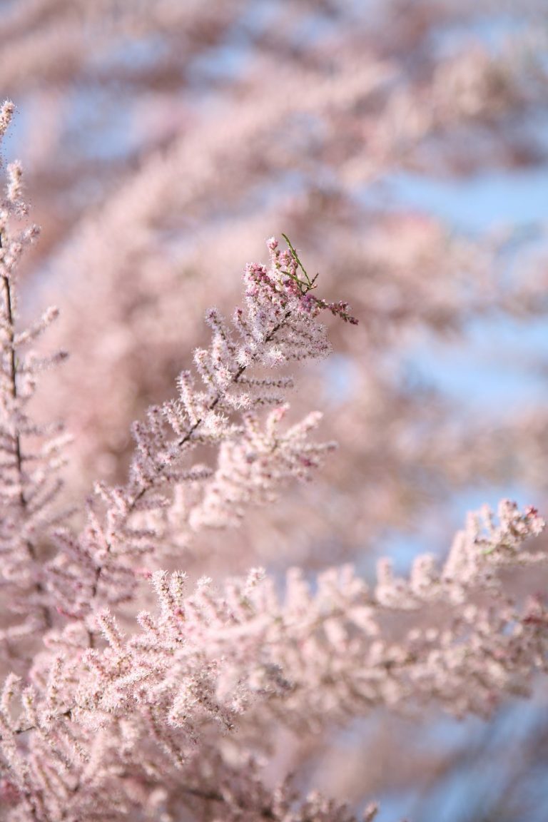 Trees in the Bible Olive Tree Blog